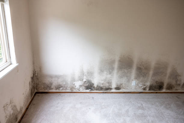 Best Mold Remediation for Healthcare Facilities  in North Lima, OH