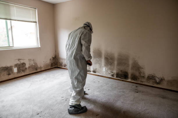 Mold Remediation for Rental Properties in North Lima, OH